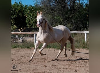 Azteca, Hengst, 4 Jahre, 157 cm, Perlino