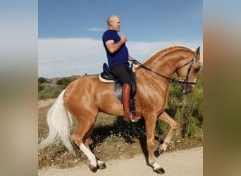 Azteca, Hengst, 6 Jahre, 174 cm, Palomino