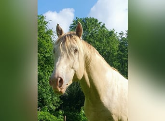 Azteca, Hengst, 4 Jaar, 162 cm, Champagne