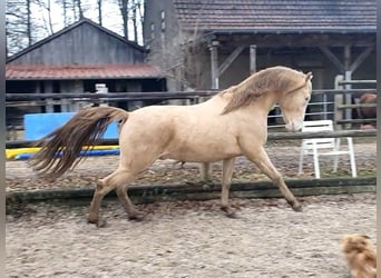 Azteca, Hengst, 4 Jaar, 162 cm, Champagne