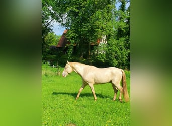 Azteca, Hengst, 4 Jaar, 162 cm, Champagne