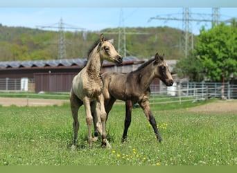 Azteca, Hengst, , 155 cm, Buckskin
