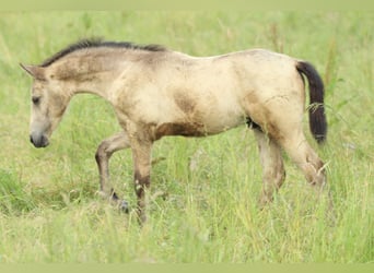 Azteca, Hengst, , 155 cm, Buckskin