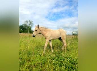 Azteca, Hengst, Fohlen (05/2024), 158 cm, Buckskin