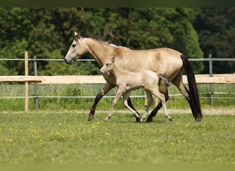 Azteca, Hengst, Fohlen (05/2024), 158 cm, Buckskin