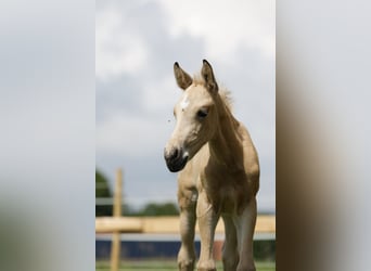 Azteca, Hengst, Fohlen (05/2024), 158 cm, Buckskin