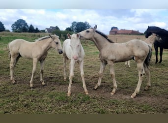 Azteca, Hengst, Fohlen (05/2024), 158 cm, Buckskin