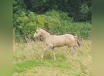 Azteca, Hengst, Fohlen (05/2024), 158 cm, Buckskin