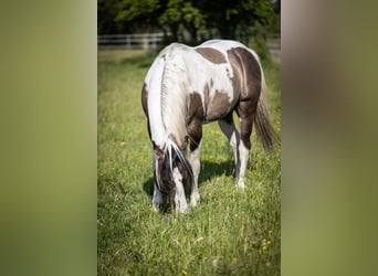 Azteca, Hengst, Fohlen (02/2024), 160 cm, Tobiano-alle-Farben