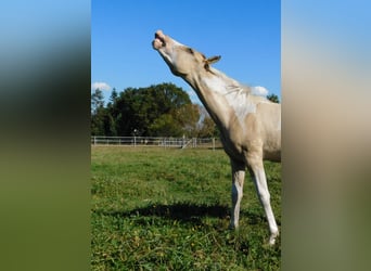 Azteca, Hengst, Fohlen (02/2024), 160 cm, Tobiano-alle-Farben