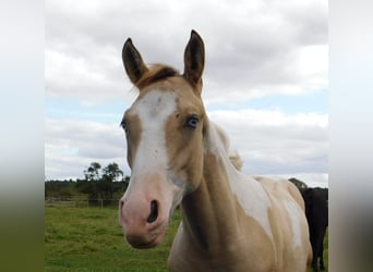 Azteca, Hengst, Fohlen (02/2024), 160 cm, Tobiano-alle-Farben