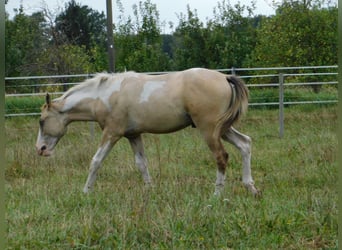 Azteca, Hengst, Fohlen (02/2024), 160 cm, Tobiano-alle-Farben