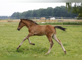 Azteca, Hengst, Fohlen (04/2024), 163 cm, Brauner