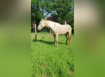Azteca, Hengst, Fohlen (05/2026), 165 cm, Pearl