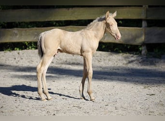 Azteca, Hengst, Fohlen (07/2023), Champagne