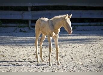 Azteca, Hengst, Fohlen (07/2023), Champagne