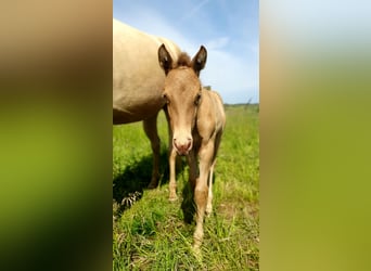 Azteca, Hengst, Fohlen (05/2026), Pearl