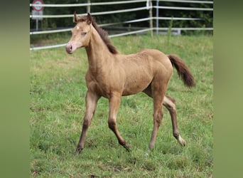 Azteca, Hengst, veulen (03/2024), 150 cm, Champagne