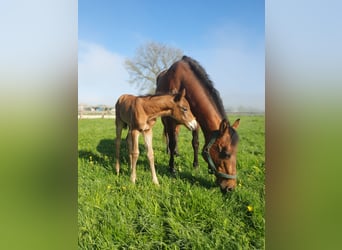 Azteca, Hengst, , 155 cm, Bruin