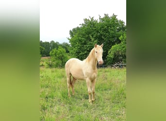 Azteca, Hengst, , 155 cm, Bruin
