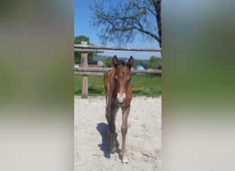 Azteca, Hengst, , 155 cm, Bruin