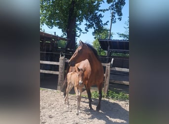 Azteca, Hengst, , 155 cm, Bruin