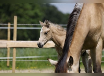 Azteca, Hengst, veulen (05/2024), 158 cm, Buckskin