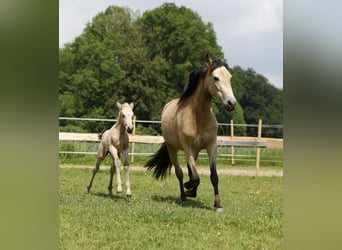 Azteca, Hengst, veulen (05/2024), 158 cm, Buckskin