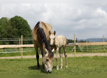 Azteca, Hengst, veulen (05/2024), 158 cm, Buckskin