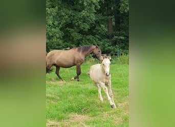 Azteca, Hengst, veulen (05/2024), 158 cm, Buckskin