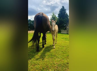 Azteca, Hengst, veulen (05/2024), 158 cm, Buckskin