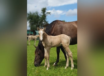 Azteca, Hengst, veulen (05/2024), 158 cm, Buckskin