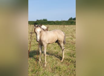 Azteca, Hengst, veulen (05/2024), 158 cm, Buckskin