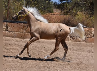 Azteca, Hengst, veulen (03/2024), 158 cm, Palomino