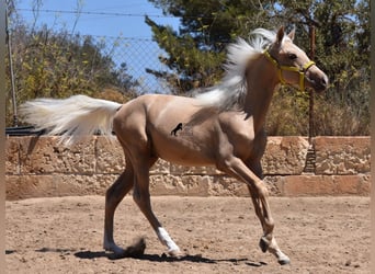 Azteca, Hengst, veulen (03/2024), 158 cm, Palomino