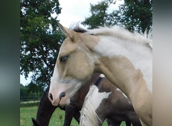 Azteca, Hengst, veulen (02/2024), 160 cm, Tobiano-alle-kleuren