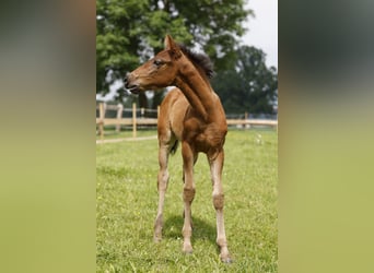 Azteca, Hengst, veulen (04/2024), 163 cm, Brauner