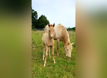 Azteca, Hengst, Veulen (05/2026), Pearl
