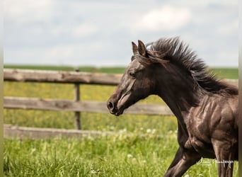 Azteca, Hingst, 1 år, 132 cm, Black