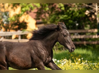 Azteca, Hingst, 1 år, 132 cm, Black