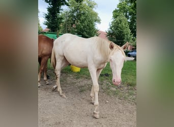 Azteca, Hingst, 1 år, 165 cm, Perlino