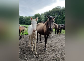 Azteca, Hingst, 1 år, 165 cm, Perlino