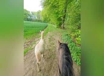 Azteca, Hingst, 1 år, 165 cm, Perlino