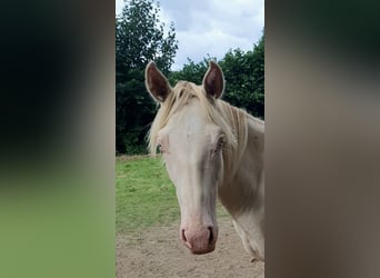 Azteca, Hingst, 1 år, 165 cm, Perlino