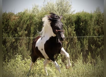 Azteca, Hingst, 2 år, 145 cm, Tobiano-skäck-alla-färger