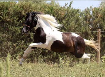 Azteca, Hingst, 2 år, 145 cm, Tobiano-skäck-alla-färger