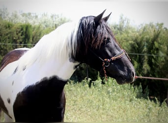 Azteca, Hingst, 2 år, 145 cm, Tobiano-skäck-alla-färger