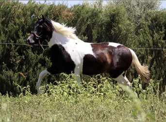 Azteca, Hingst, 2 år, 145 cm, Tobiano-skäck-alla-färger