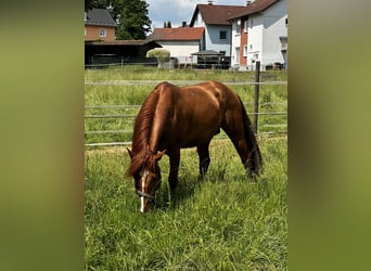 Azteca Blandning, Hingst, 6 år, 155 cm, fux