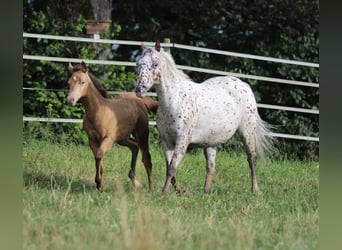 Azteca, Hingst, Föl (03/2024), 150 cm, Champagne